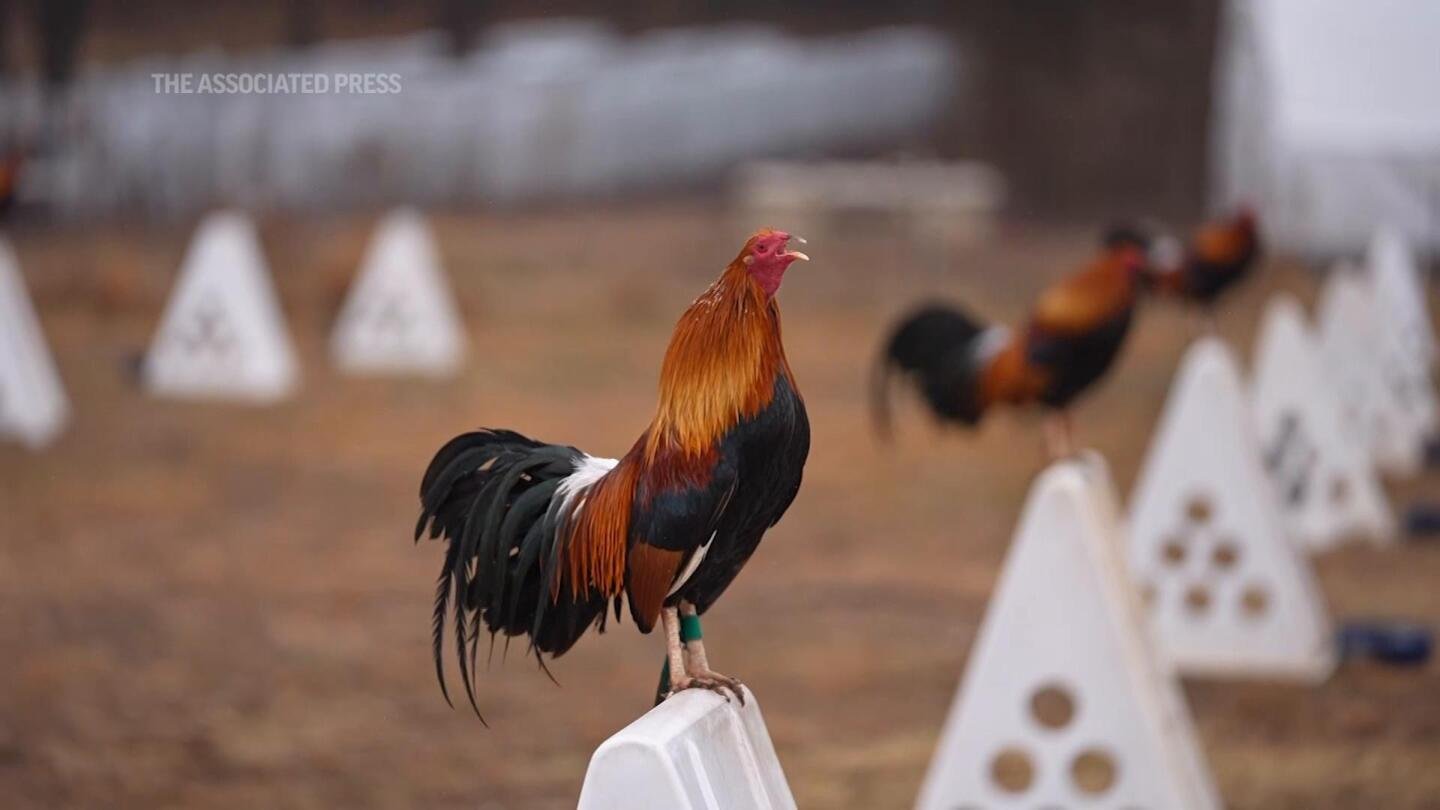 Oklahoma prohibió las peleas de gallos en 2002.El movimiento para reducir las penas también implica jugar a los cuervos.

 MEAS MAGZ